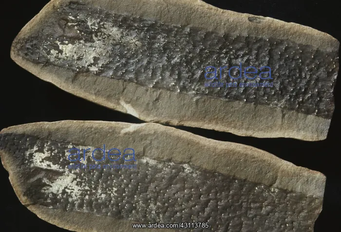 : Fossil Root : Fossil Root