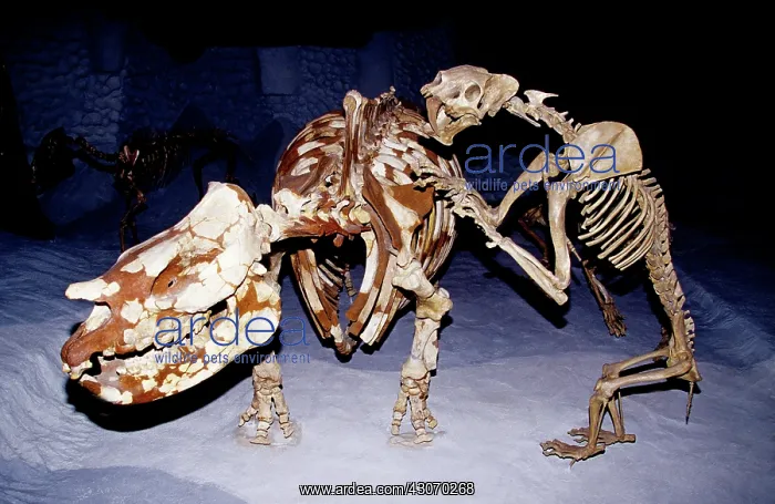 : Fossil Sabre-tooth Cat attacking Rhinoceros : Fossil Sabre-tooth Cat attacking Rhinoceros
