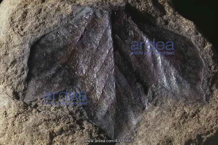 : Fossil Sassafras Leaf : Fossil Sassafras Leaf