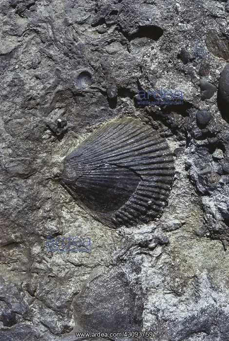 : Fossil Scallop : Fossil Scallop
