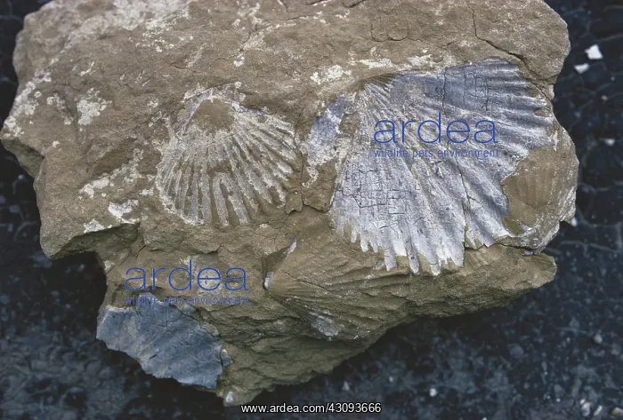 : Fossil Scallops : Fossil Scallops