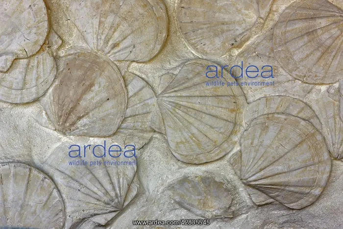 : Fossil Scallops - southern France : Fossil Scallops - southern France