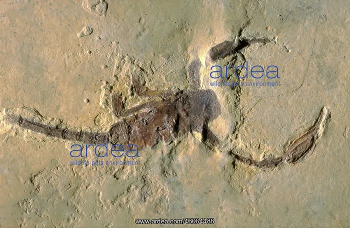 : Fossil Scorpion : Fossil Scorpion
