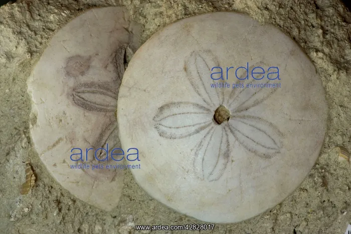 : Fossil Sea Urchins (Soutella) : Fossil Sea Urchins (Soutella)