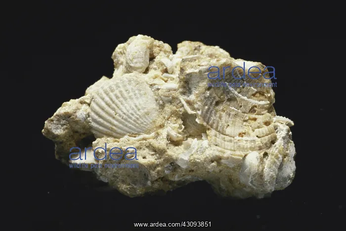 : Fossil Seashells : Fossil Seashells
