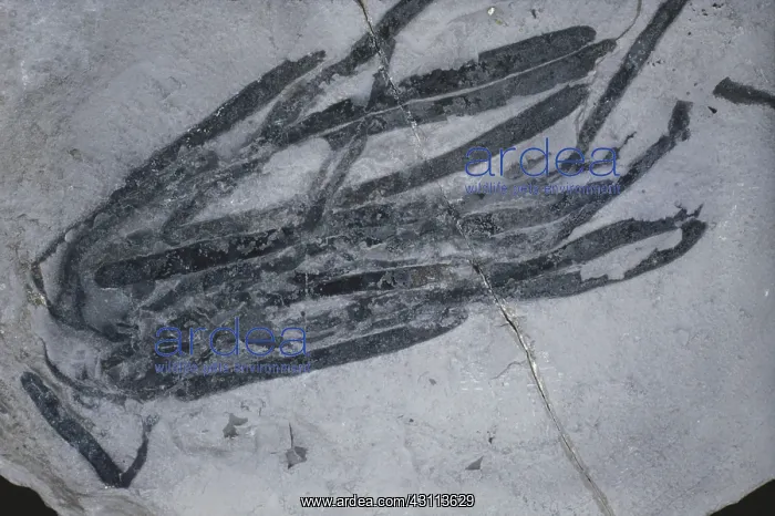 : Fossil Seaweed : Fossil Seaweed