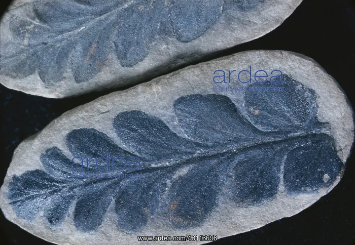 : Fossil Seed Fern : Fossil Seed Fern
