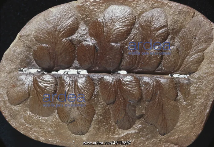 : Fossil Seed Fern : Fossil Seed Fern