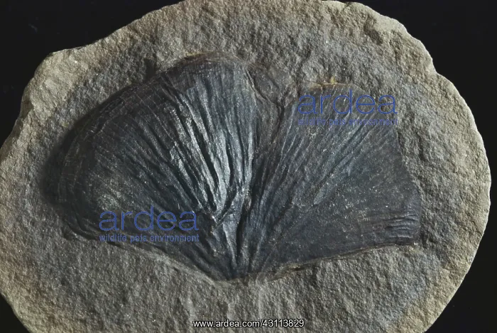 : Fossil Seed Fern Leaf : Fossil Seed Fern Leaf