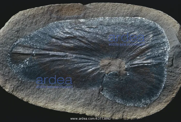 : Fossil Seed Fern Leaf : Fossil Seed Fern Leaf