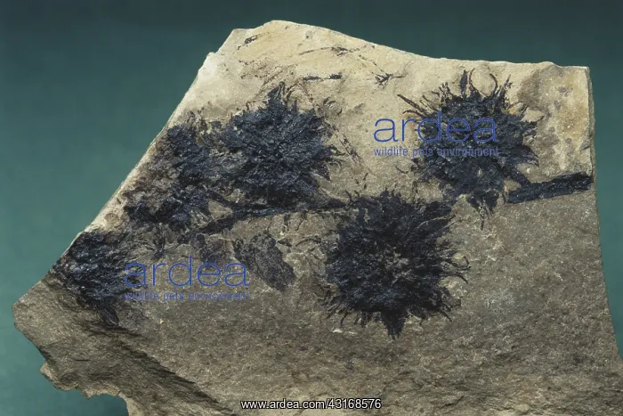 : Fossil Seed Pods : Fossil Seed Pods