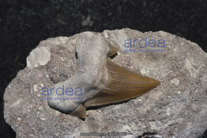 : Fossil Shark Tooth : Fossil Shark Tooth