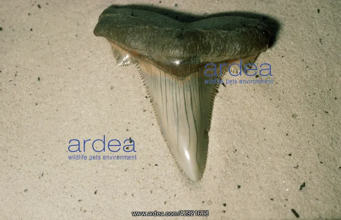 : FOSSIL - Shark Tooth. Eocene period : FOSSIL - Shark Tooth. Eocene period