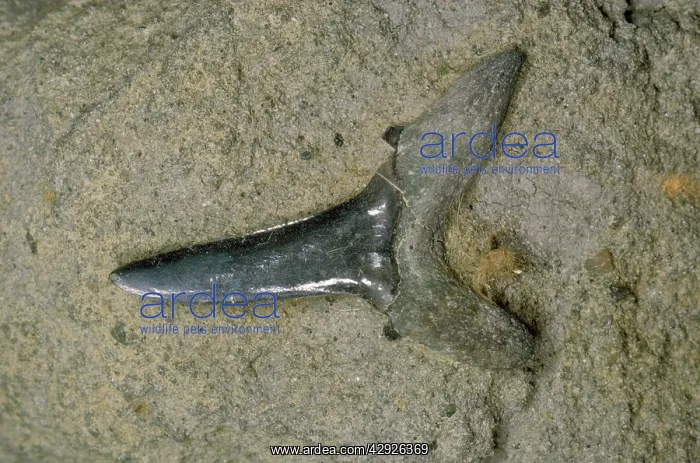 : Fossil - Shark's Tooth Fossil : Fossil - Shark's Tooth Fossil