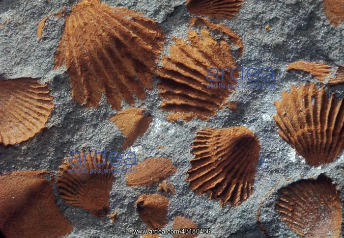: Fossil shells : Fossil shells