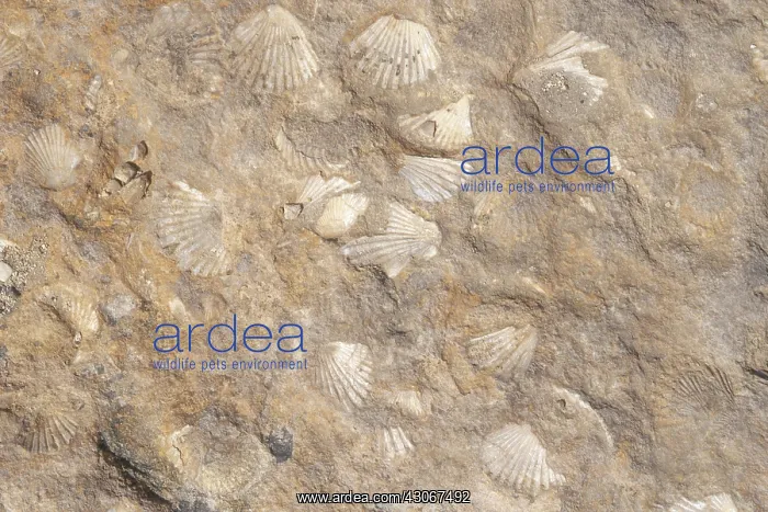 : Fossil Shells in Limestone : Fossil Shells in Limestone