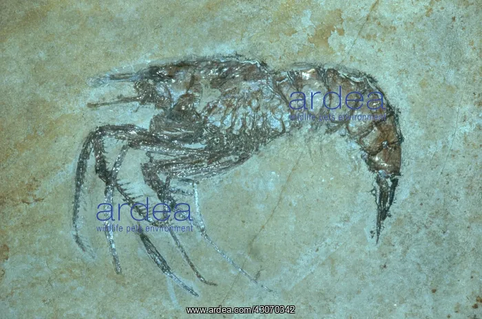 : Fossil Shrimp : Fossil Shrimp