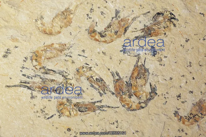: Fossil Shrimp - Cretaceous : Fossil Shrimp - Cretaceous
