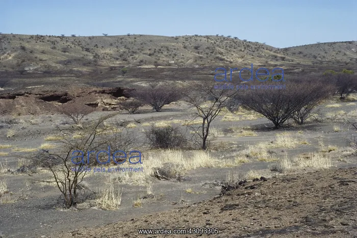 : Fossil Site in Kenya : Fossil Site in Kenya