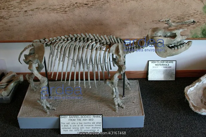 : Fossil skeleton of baby Barrel-Bodied Rhino : Fossil skeleton of baby Barrel-Bodied Rhino