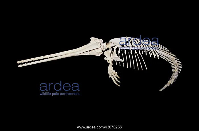 : Fossil skeleton of Beaked Dolphin : Fossil skeleton of Beaked Dolphin