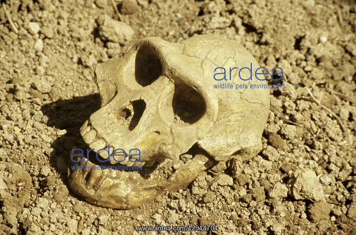 : Fossil skull of Australopithecus afarensis - extinct hominid : Fossil skull of Australopithecus afarensis - extinct hominid