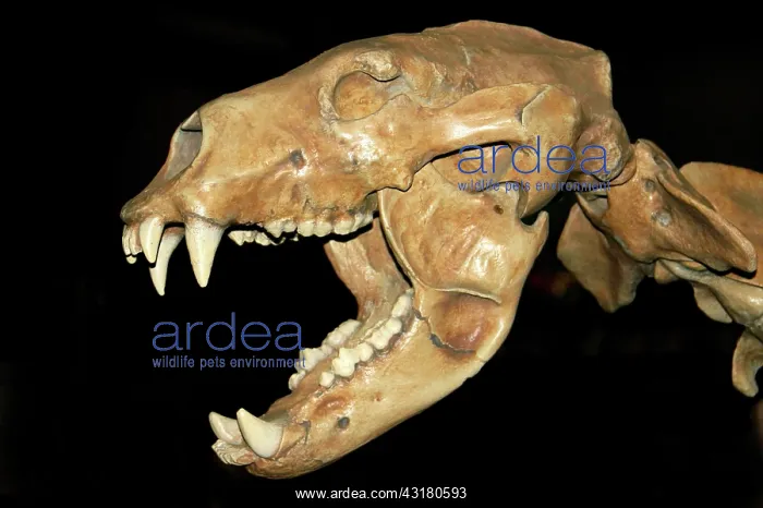 : Fossil skull of a Cave Bear : Fossil skull of a Cave Bear