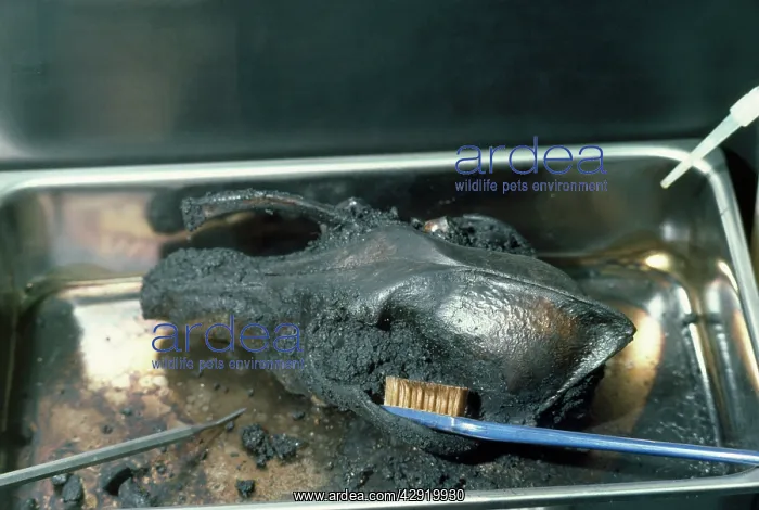 : Fossil Skull - being cleaned : Fossil Skull - being cleaned