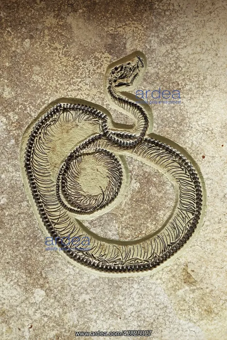  : Fossil Snake Caste