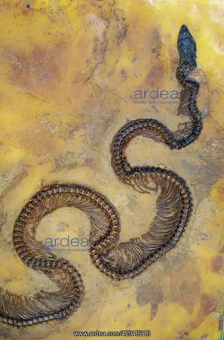 : Fossil snake from the Messel lake oil shale deposit : Fossil snake from the Messel lake oil shale deposit