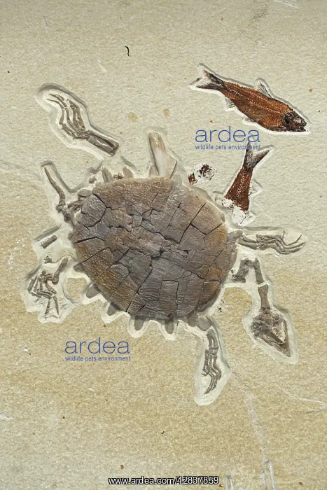 : Fossil Softshell Turtle : Fossil Softshell Turtle
