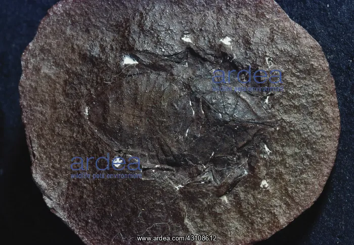 : Fossil Spider from Illinois : Fossil Spider from Illinois
