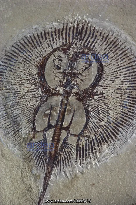  : Fossil Stingray