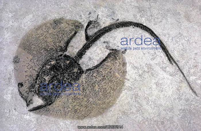 : Fossil stingray : Fossil stingray
