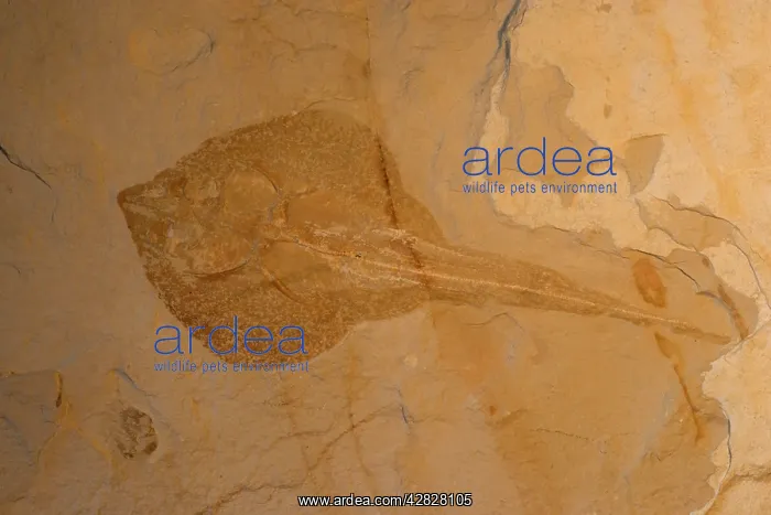 : Fossil Stingray - Lebanon - Cretaceous : Fossil Stingray - Lebanon - Cretaceous