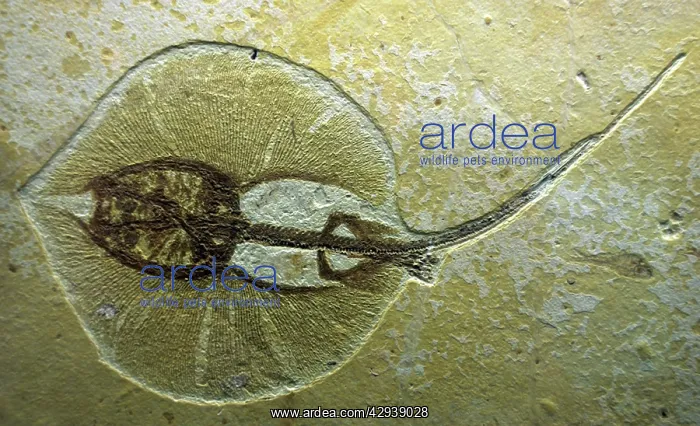 : Fossil Stingray from Wyoming. Eocene : Fossil Stingray from Wyoming. Eocene