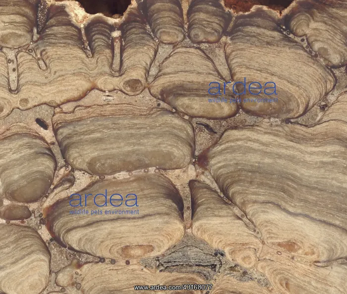  : Fossil Stromatolite