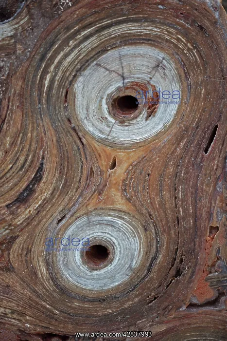 : Fossil Stromatolite - Conophytum basalticum : Fossil Stromatolite - Conophytum basalticum