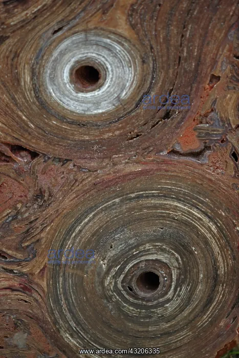 : Fossil Stromatolite - Conophytum basalticum - Cambrian : Fossil Stromatolite - Conophytum basalticum - Cambrian