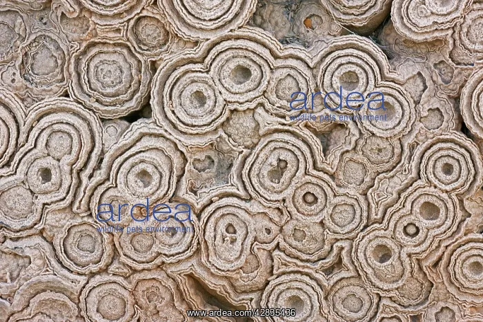 : Fossil Stromatolites : Fossil Stromatolites