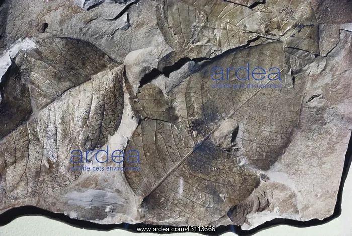 : Fossil Sumac : Fossil Sumac