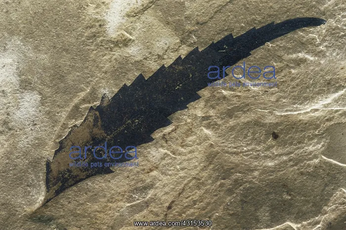 : Fossil Sumac Leaf : Fossil Sumac Leaf