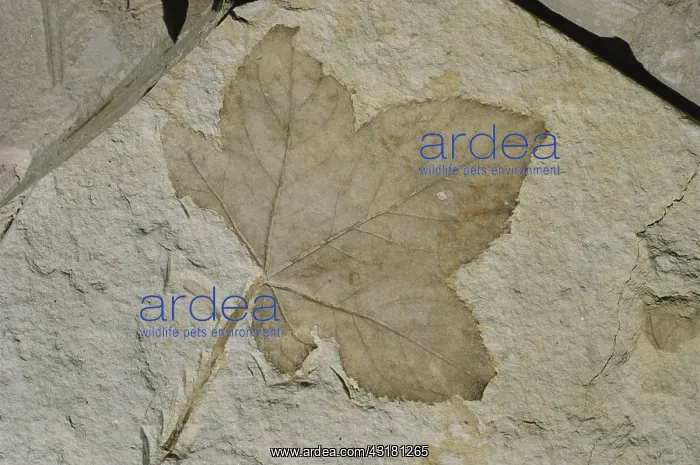 : Fossil Sweetgum Leaf : Fossil Sweetgum Leaf