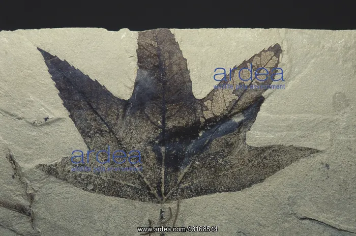 : Fossil Sycamore : Fossil Sycamore