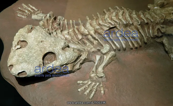 : Fossil tetrapod (Amphibian) Lower Permian of Texas : Fossil tetrapod (Amphibian) Lower Permian of Texas
