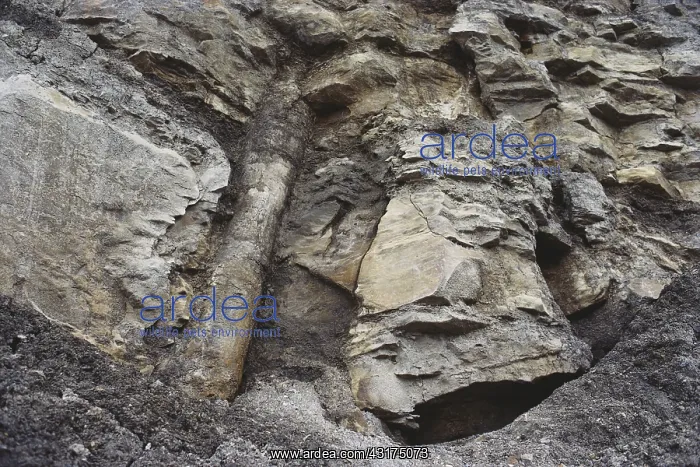 : Fossil Tree : Fossil Tree