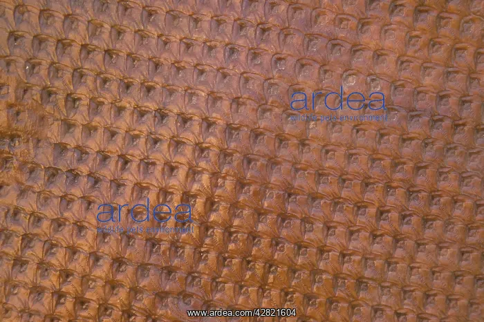 : Fossil - Tree Bark : Fossil - Tree Bark