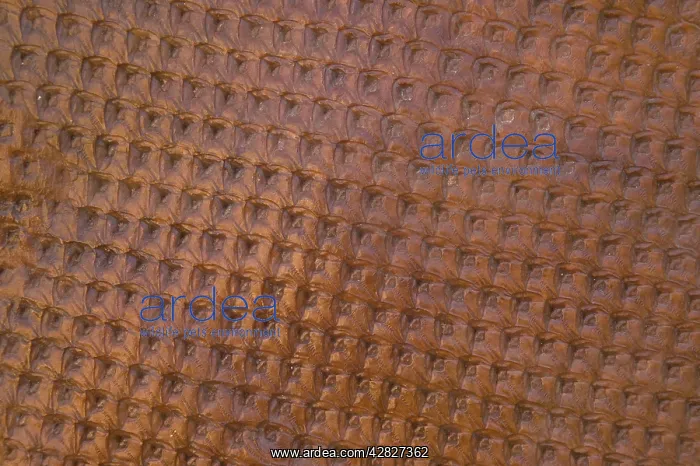 : Fossil Tree bark : Fossil Tree bark