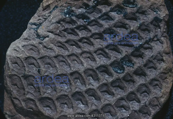 : Fossil Tree Bark : Fossil Tree Bark