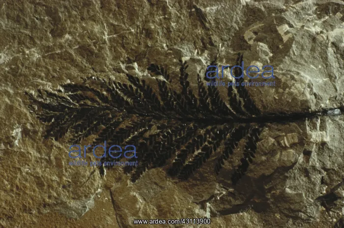  : Fossil Tree from Quebec